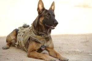 Canine Green Beret Bear, the inspiration for Second Chance K-9