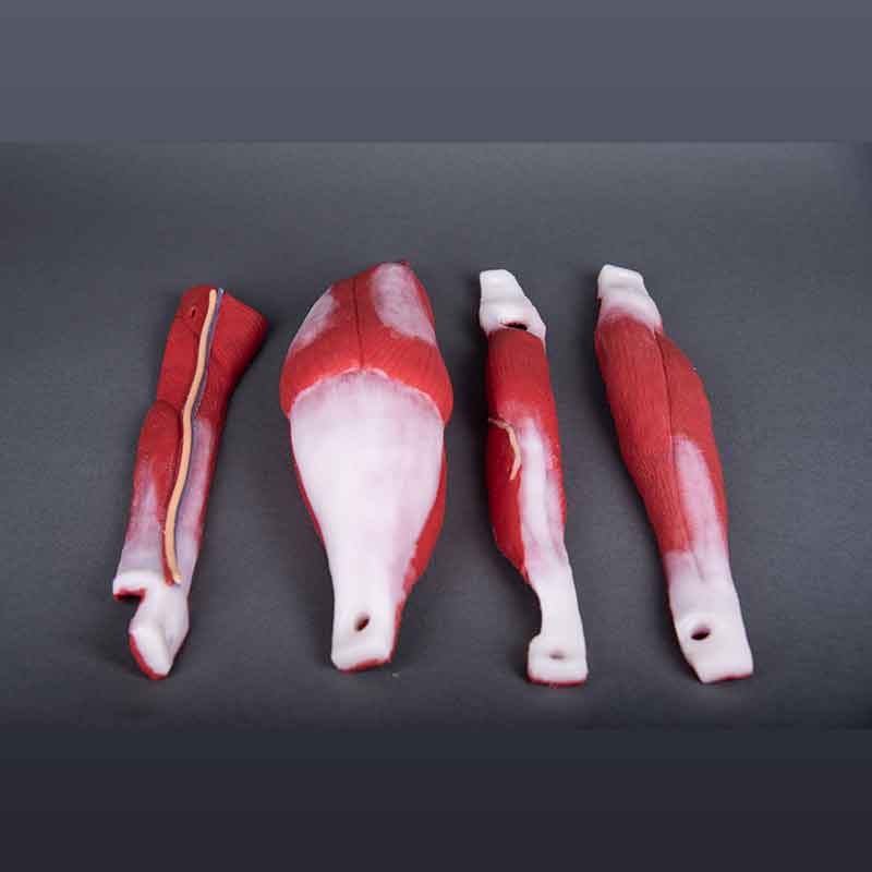 Lower Extremity Fasciotomy Training System - Image 4